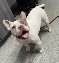 Shelter Stray Female Dog last seen Simpson Way, Escondido, CA, 92029, Escondido, CA 92027, USA