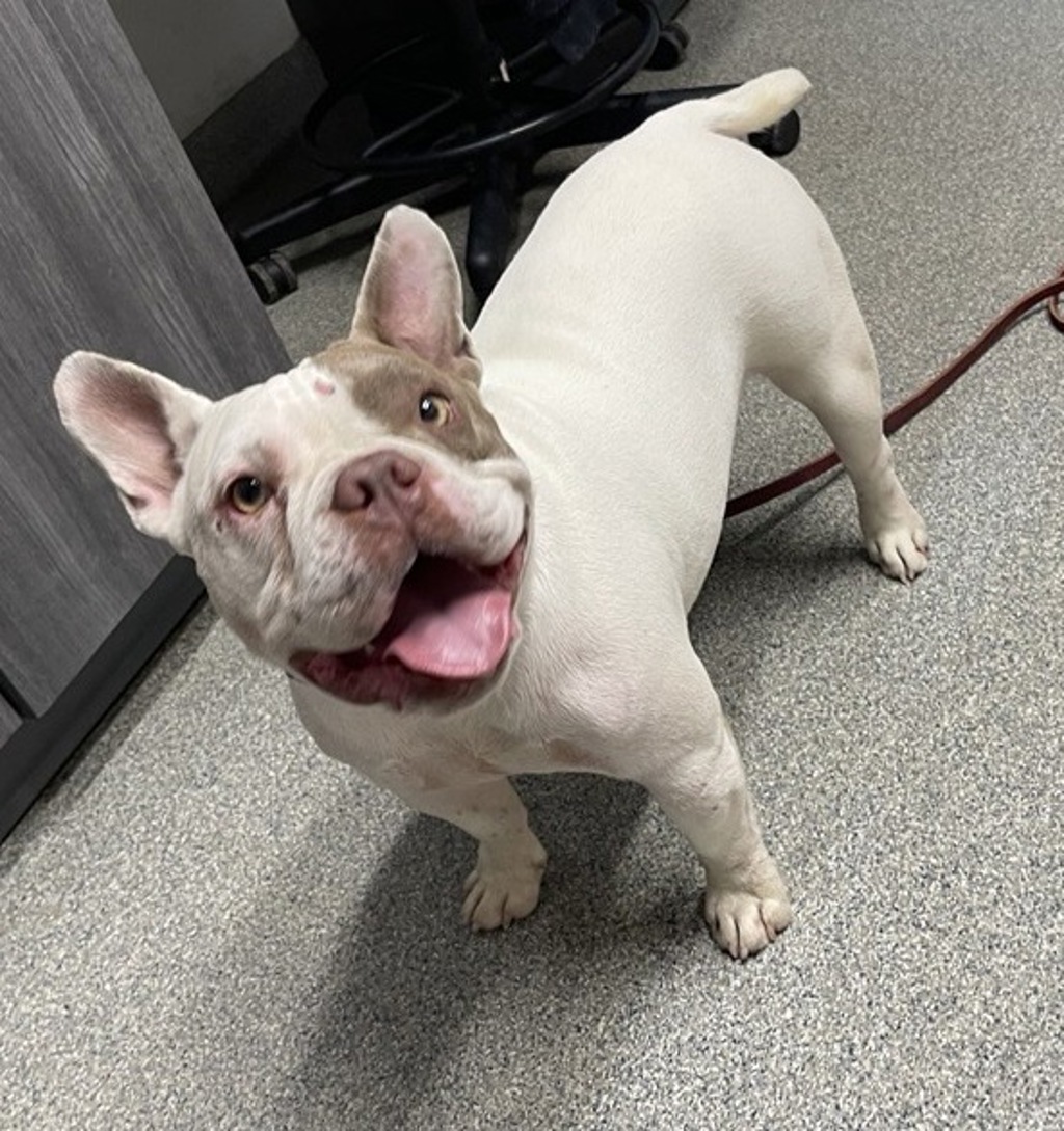 Shelter Stray Female Dog last seen Simpson Way, Escondido, CA, 92029, Escondido, CA 92027, USA