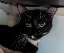 Shelter Stray Male Cat last seen 10th, San Diego, CA, 92101, 5500 Gaines St, San Diego, CA 92110, USA