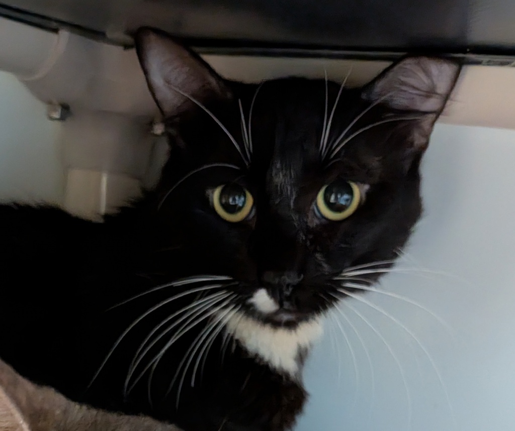 Shelter Stray Male Cat last seen 10th, San Diego, CA, 92101, 5500 Gaines St, San Diego, CA 92110, USA