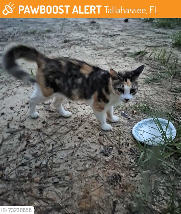 Found/Stray Female Cat last seen Doonesbury way and Hickory Forest Cir, Tallahassee, FL 32303