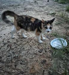 Found/Stray Female Cat last seen Doonesbury way and Hickory Forest Cir, Tallahassee, FL 32303