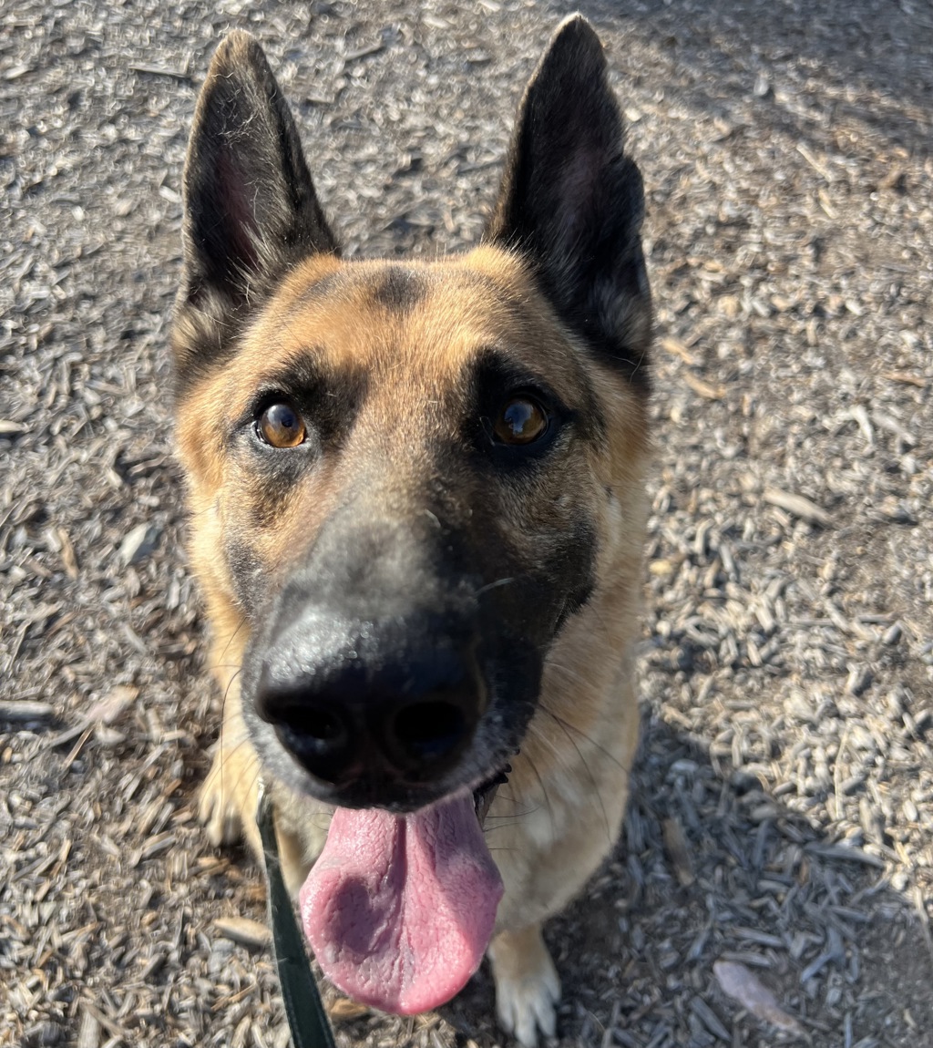Shelter Stray Male Dog last seen Near Dewitt Court, El Cajon, CA, 92020, El Cajon, CA 92020, USA