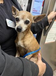 Shelter Stray Female Dog last seen Oceanside, CA, 92054, Oceanside, CA 92058, USA