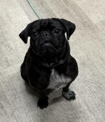 Shelter Stray Male Dog last seen Albatross, San Diego, CA, 92101, 5500 Gaines St, San Diego, CA 92110, USA