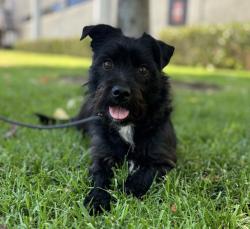Shelter Stray Female Dog last seen Near S El Camino Real, Oceanside, CA, 92054, Oceanside, CA 92058, USA