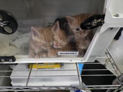 Shelter Stray Male Cat last seen 118th street and 5th avenue, NEW YORK, NY, 10026, 326 E 110th St, New York, NY 10029, USA