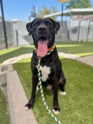 Shelter Stray Male Dog last seen Near SE West Temple Street, SALT LAKE CITY, UT, 84115, 511 W 3900 S, Salt Lake City, UT 84123, USA