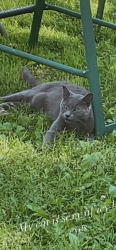 Lost Male Cat last seen 73rd n Harvard, Cleveland, OH 44105