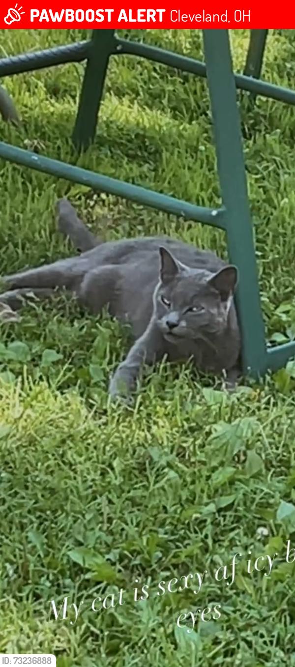 Lost Male Cat last seen 73rd n Harvard, Cleveland, OH 44105