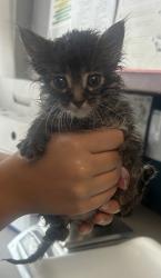 Shelter Stray Female Cat last seen Near W Meadowbrook Expressway, MILLCREEK, UT, 84123, 511 W 3900 S, Salt Lake City, UT 84123, USA