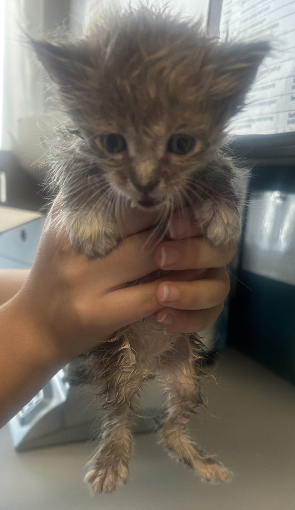 Shelter Stray Male Cat last seen Near W Meadowbrook Expressway, MILLCREEK, UT, 84123, 511 W 3900 S, Salt Lake City, UT 84123, USA