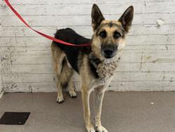 Shelter Stray Male Dog last seen KEMPSTER X MILLER, 333 Chandler Pl, San Bernardino, CA 92408, USA