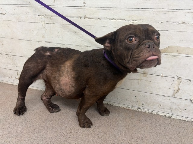 Shelter Stray Female Dog last seen BASE LINE ST X F ST, 333 Chandler Pl, San Bernardino, CA 92408, USA