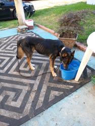 Reunited Male Dog last seen First st and old Dixie hwy, Forest Park, GA 30297