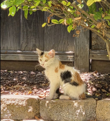 Found/Stray Unknown Cat last seen Mango Blossom Ct., San Jose, CA 95123