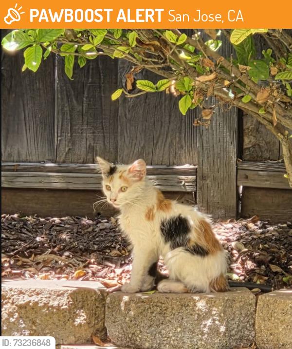 Found/Stray Unknown Cat last seen Mango Blossom Ct., San Jose, CA 95123