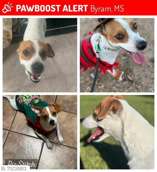 Lost Female Dog last seen Gary Rd Elementary, Byram, MS 39272