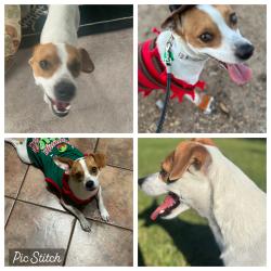 Lost Female Dog last seen Gary Rd Elementary, Byram, MS 39272