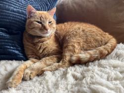 Lost Male Cat last seen Foster and se 72nd ave, Portland, OR 97206