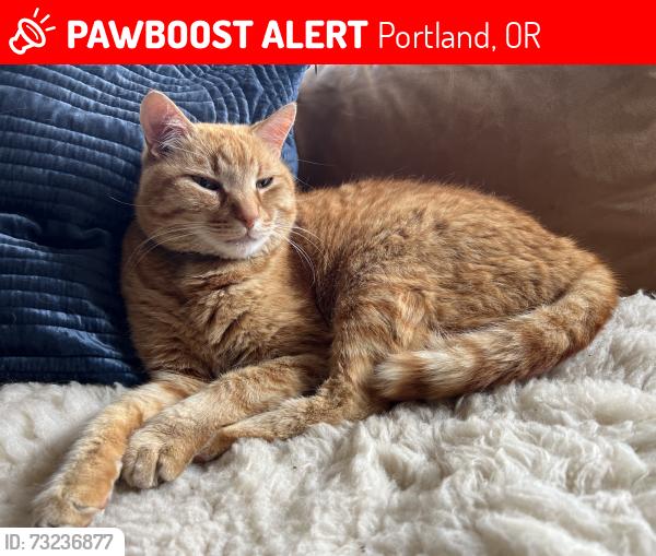 Lost Male Cat last seen Foster and se 72nd ave, Portland, OR 97206