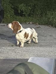 Found/Stray Male Dog last seen Behind Corner Pocket Pub, Fort Wayne, IN 46835