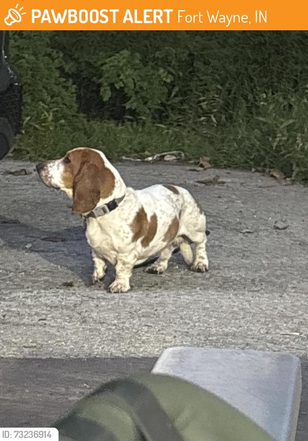 Found/Stray Male Dog last seen Behind Corner Pocket Pub, Fort Wayne, IN 46835