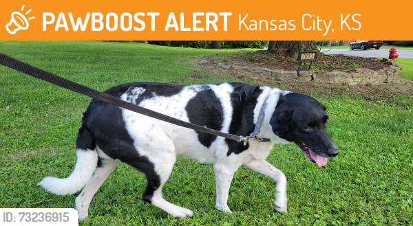 Found/Stray Male Dog last seen 70th and Leavenworth rd, Kansas City, KS 66109