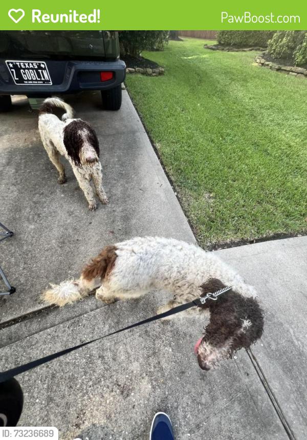 Reunited Male Dog last seen White Mountain, Atascocita, TX 77346