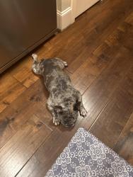 Reunited Male Dog last seen Cane Island in the Quail Park subdivision, Katy, TX 77493