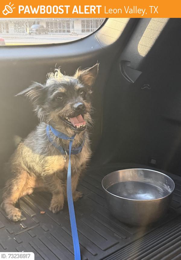 Found/Stray Male Dog last seen Raymond Rimkus Park, Leon Valley, TX 78238