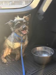 Found/Stray Male Dog last seen Raymond Rimkus Park, Leon Valley, TX 78238