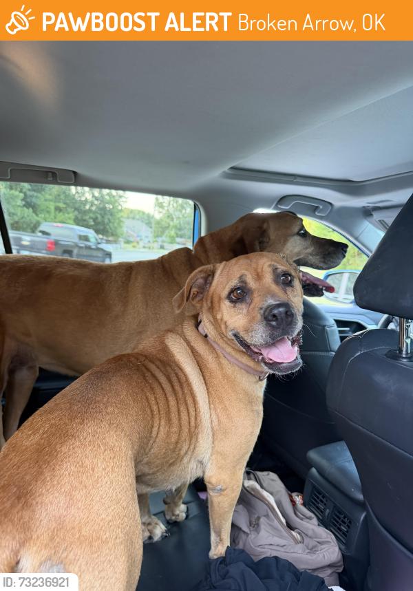 Found/Stray Female Dog last seen 81st and elm, Broken Arrow, OK 74012
