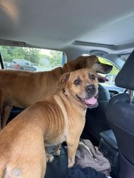 Found/Stray Female Dog last seen 81st and elm, Broken Arrow, OK 74012
