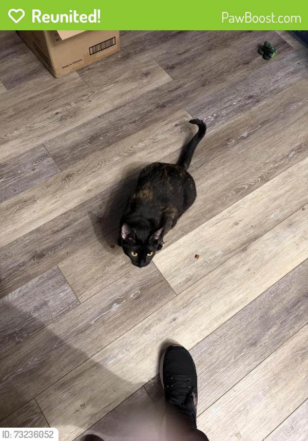 Reunited Female Cat last seen Us 19, Port Richey, FL 34653