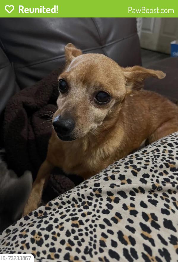 Reunited Male Dog last seen Compton, CA, USA, Compton, CA 90220