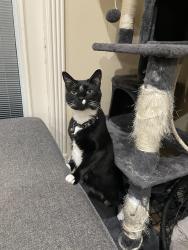 Lost Male Cat last seen Near Wooldridge Rd, Corpus Christi, TX 78414