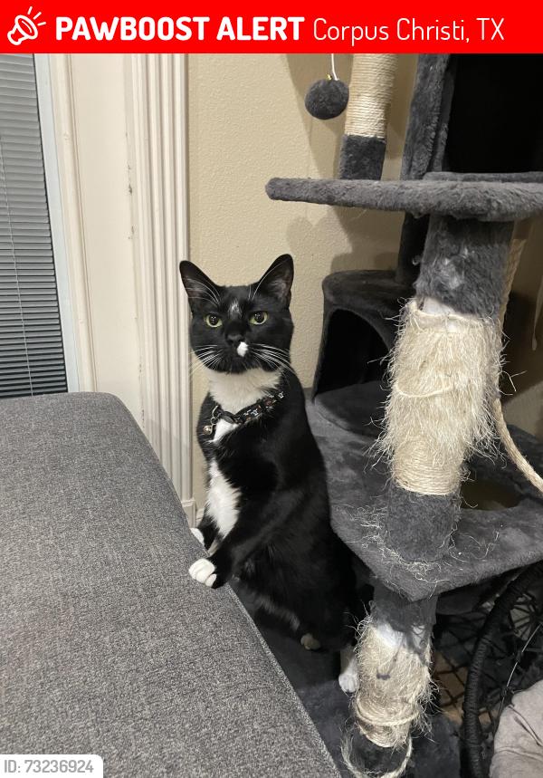 Lost Male Cat last seen Near Wooldridge Rd, Corpus Christi, TX 78414