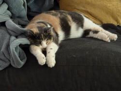 Lost Female Cat last seen Muldoon and Pioneer Drive, Anchorage, AK 99504