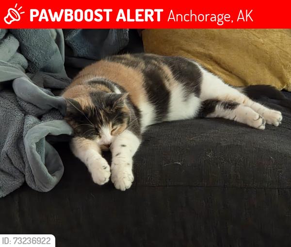 Lost Female Cat last seen Muldoon and Pioneer Drive, Anchorage, AK 99504