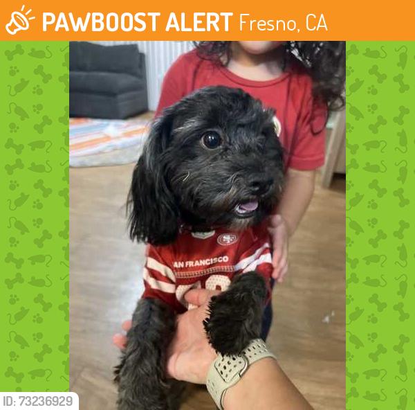Found/Stray Male Dog last seen Figarden Loop Park, Fresno, CA 93722