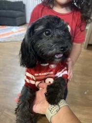 Found/Stray Male Dog last seen Figarden Loop Park, Fresno, CA 93722