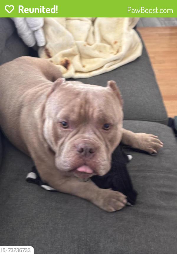 Reunited Male Dog last seen Foxworthy Ave at Kirk Ave, San Jose, CA 95124