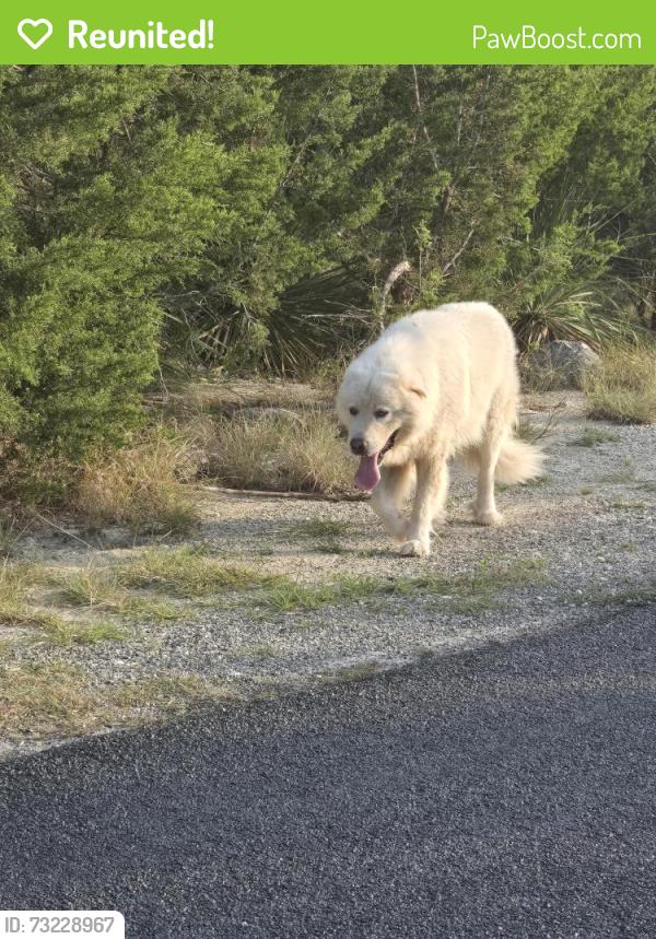 Reunited Male Dog last seen High ridge & bulverde hills, Bulverde, TX 78163