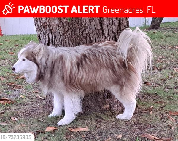 Lost Male Dog last seen Fox Valley Trl and Jog Rd, Greenacres, FL 33463