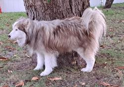 Lost Male Dog last seen Fox Valley Trl and Jog Rd, Greenacres, FL 33463