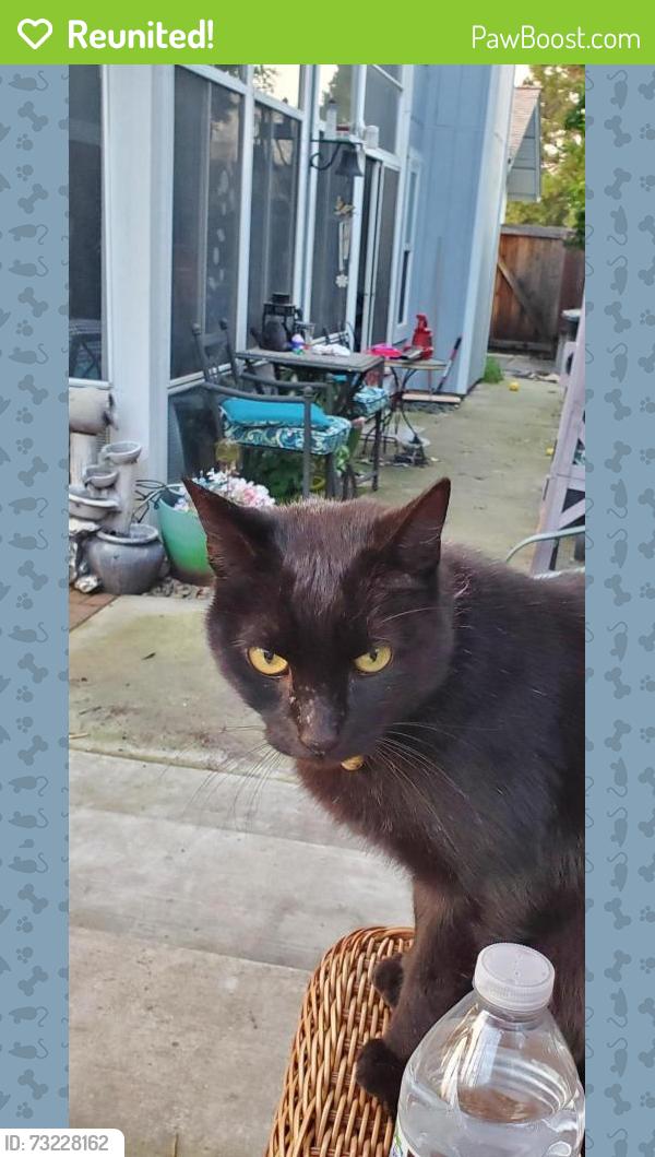 Reunited Male Cat last seen Bexley, Routier, Lincoln village park, Sacramento, CA 95827