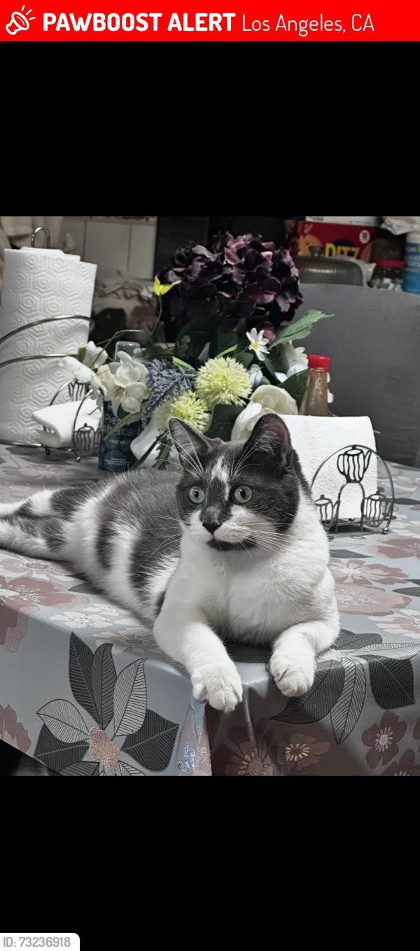 Lost Female Cat last seen Firestone blvd and graham ave, Los Angeles, CA 90001