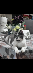 Lost Female Cat last seen Firestone blvd and graham ave, Los Angeles, CA 90001