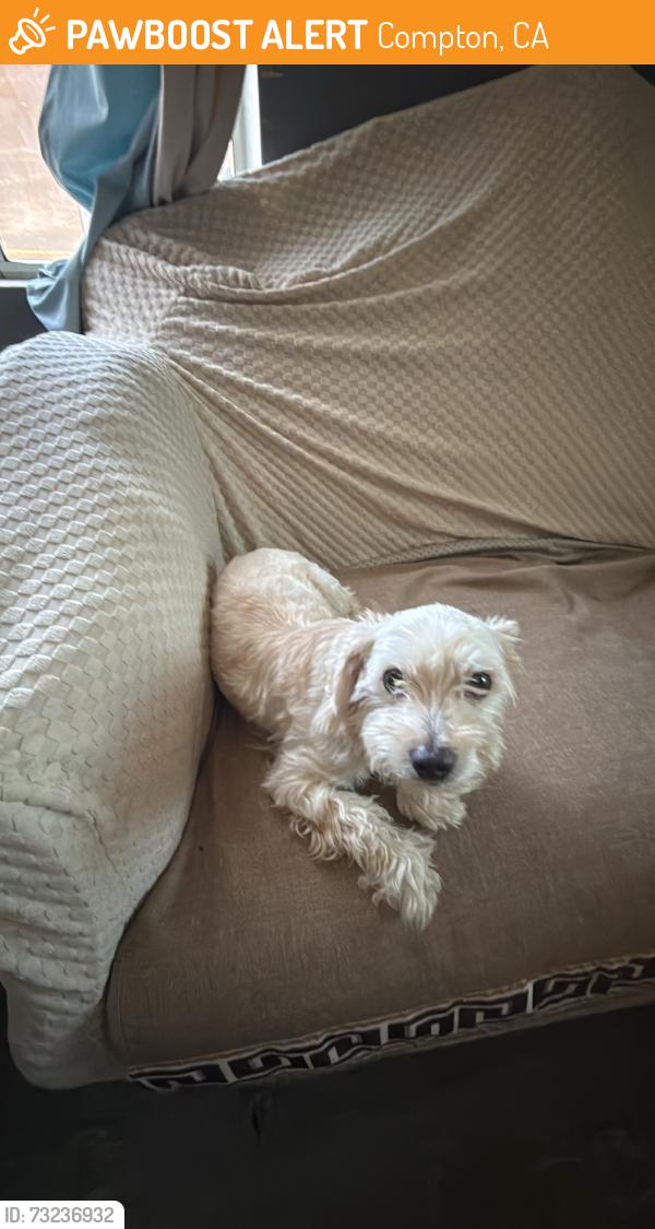 Found/Stray Male Dog last seen Rosecrans and acacia, Compton, CA 90220